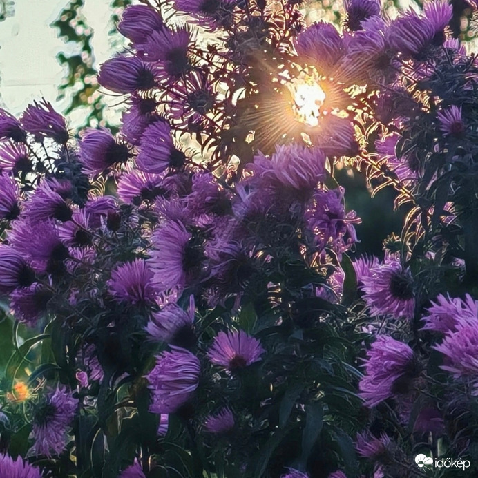 Őszi rózsa napsütésben. 