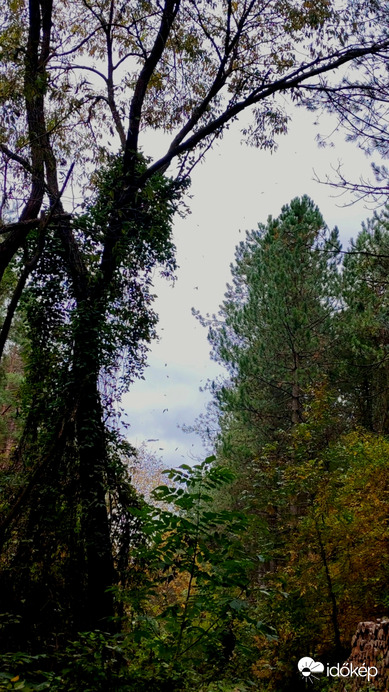 Önnek üzenete érkezett. 