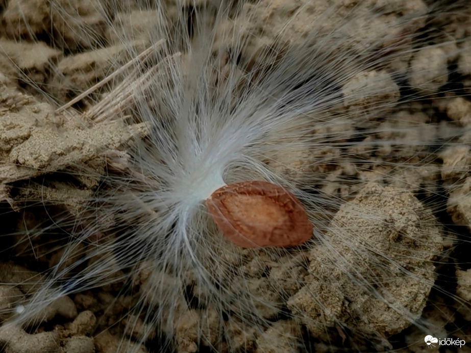 Szél fújta magocska. 