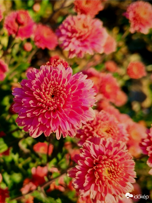 Csodálatos krizantém. 