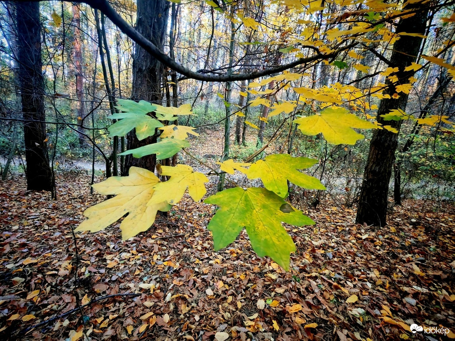 Nemsokára én is sárgulok. 