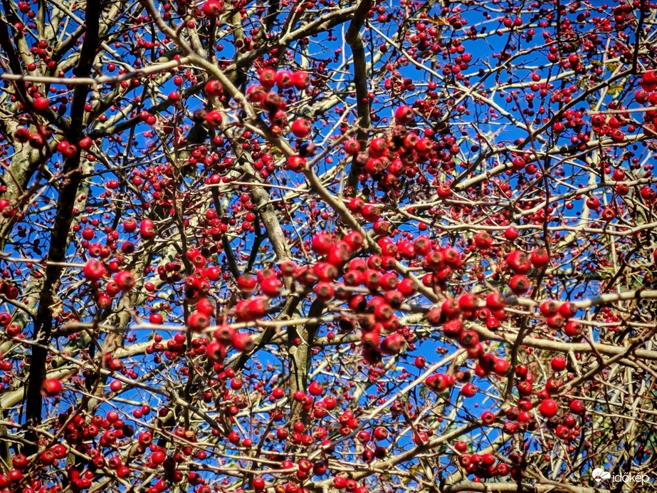 Van eleség bőven... 