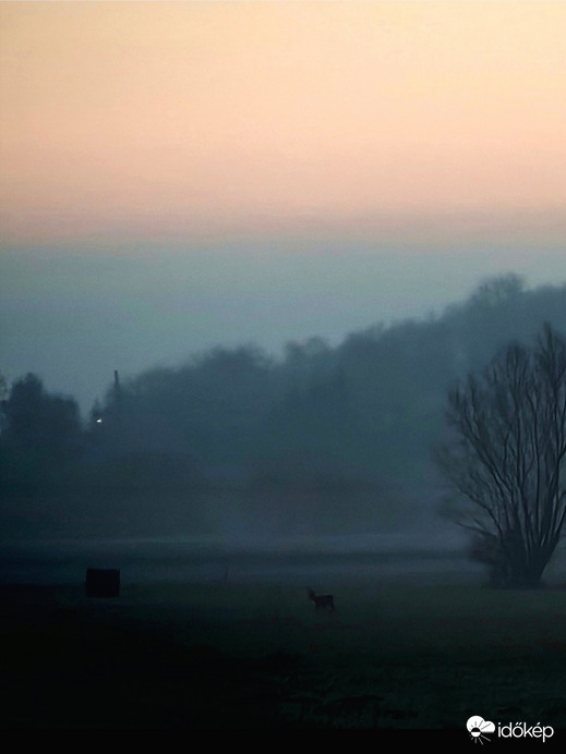 Őz ködben. 