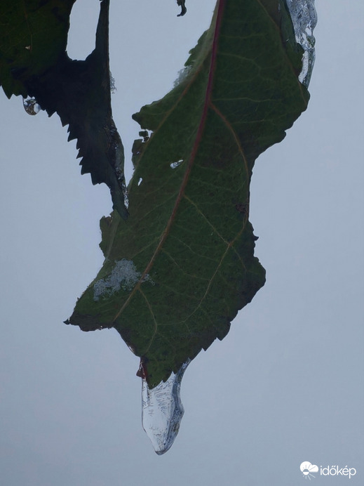 Megtépázva, megfagyva. 