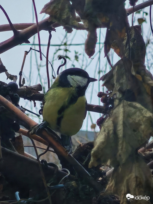 Szotyi vagy szőlő... 