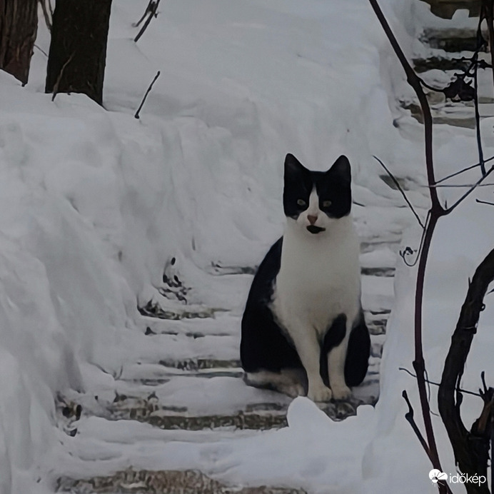 Petőfi cica próbál rejtőzködni. 