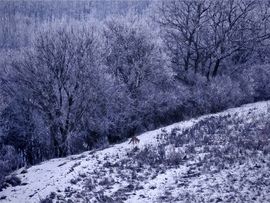 Mini Karak vadászik. 