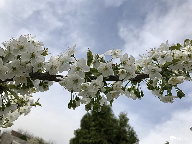 Cseresznyefa Virágzás