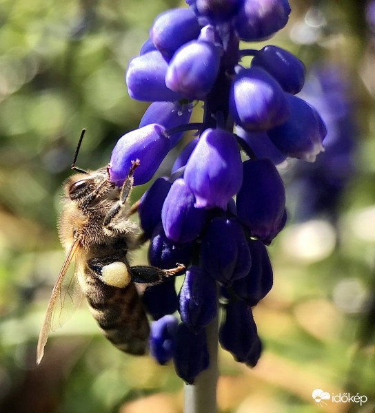 Méhecske a Gyöngyikén