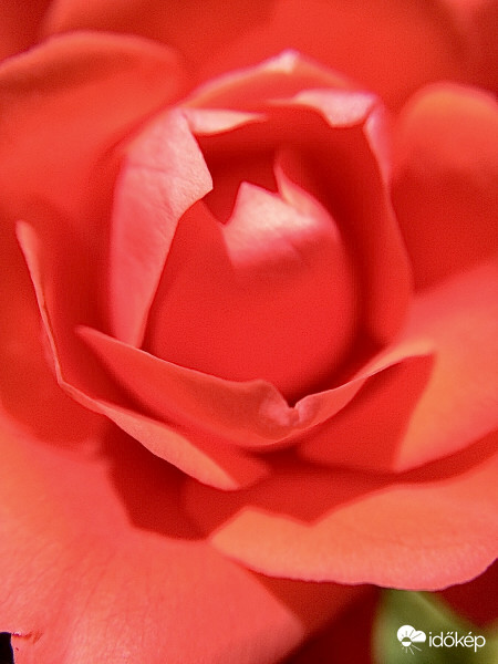 Piros Rózsa Közelről