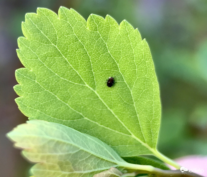 Kis Bogár a Levélen