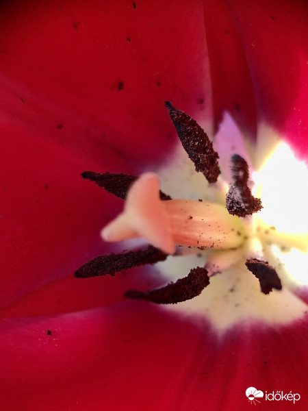 Tulipán belülről