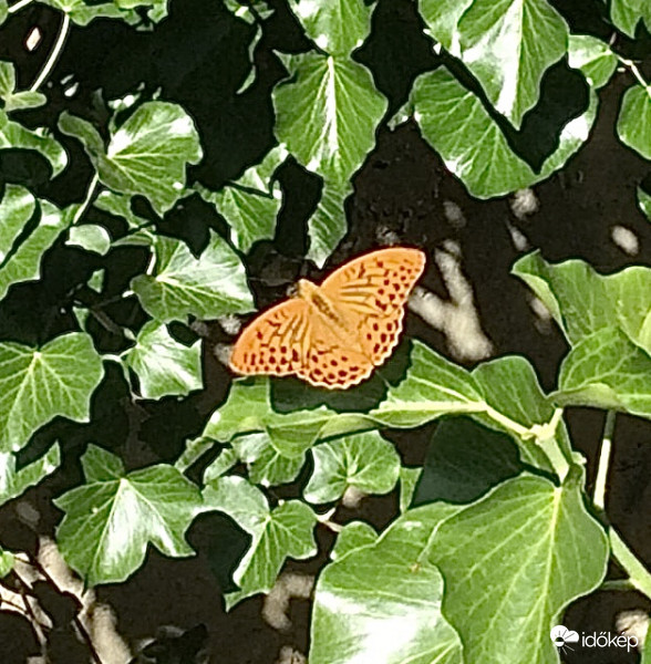 Nagy Gyöngyházlepke