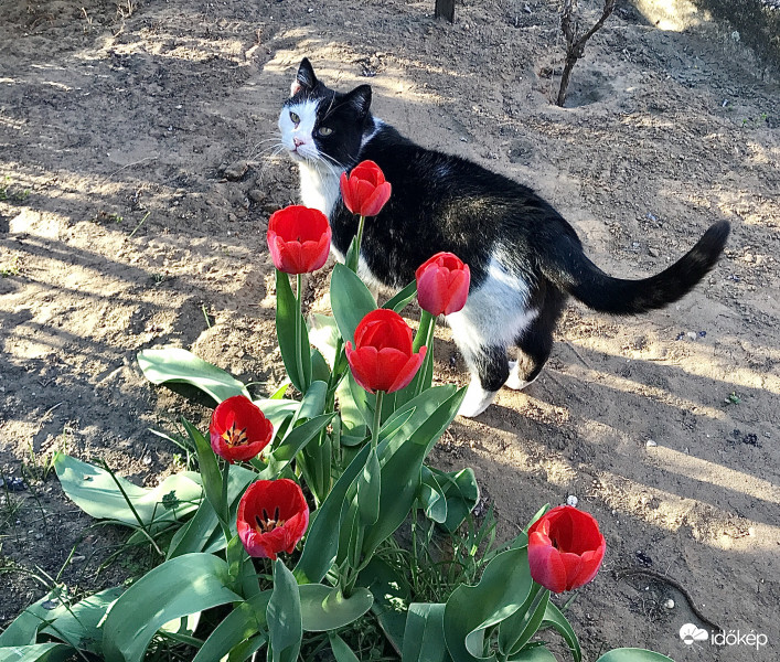 Macsek és a Tulipánok