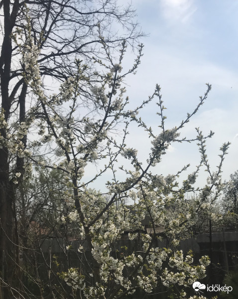 Cseresznyefa virágzás