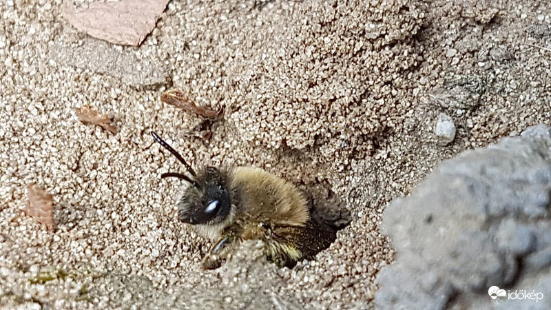 Földiméh Leskelődik