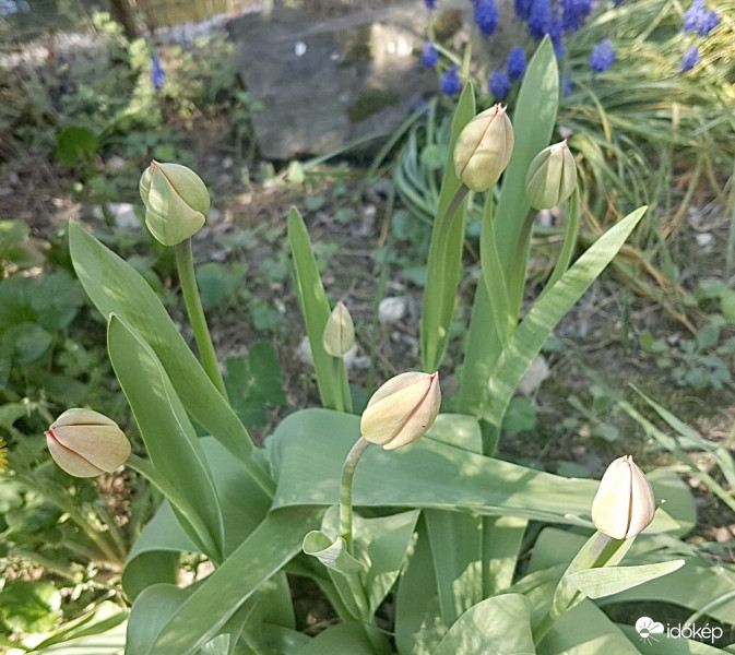 Virágzásra váró Tulipánok