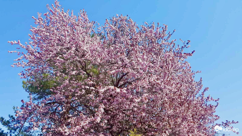 Vörösszilva Virágzás