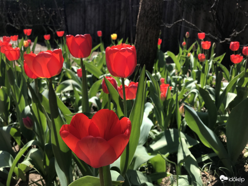 Gyönyörű Tulipánok