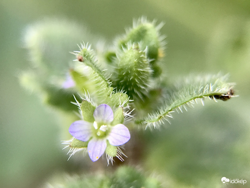 Kis Tavaszi Virágocska