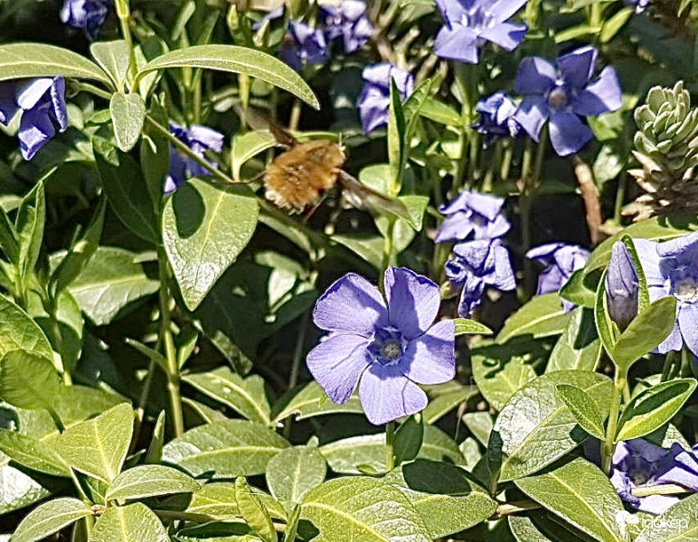 Pöröszlégy a Meténgeknél