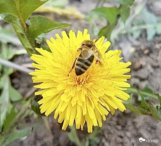 Méhecske a Pitypangon