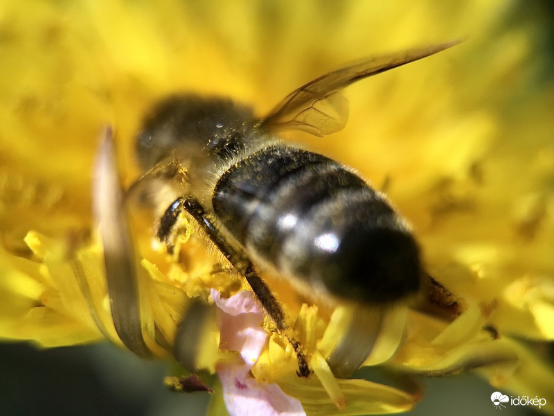 Méhecske a Pitypangon