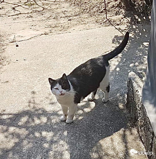 Tavaszi Éhes Macska