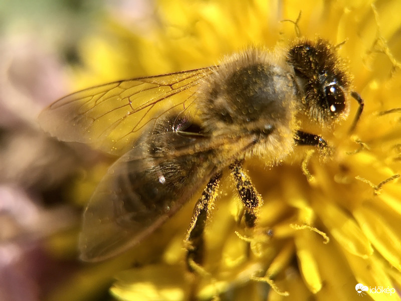 Méhecske a Pitypangon[ makró ]