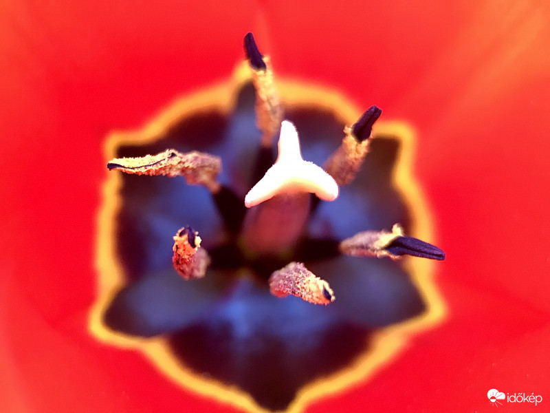 Piros Tulipán Közelről