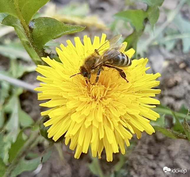 Méhecske a Pitypangon