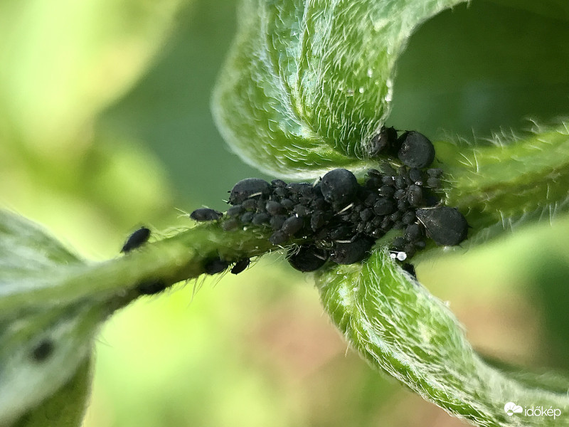 Levéltetűk a Jázmin Bokron