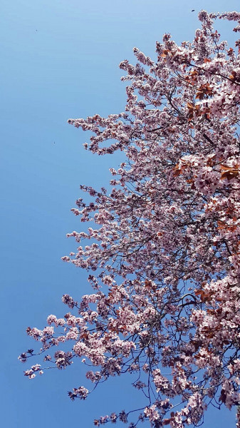 Virágok a Kékségben