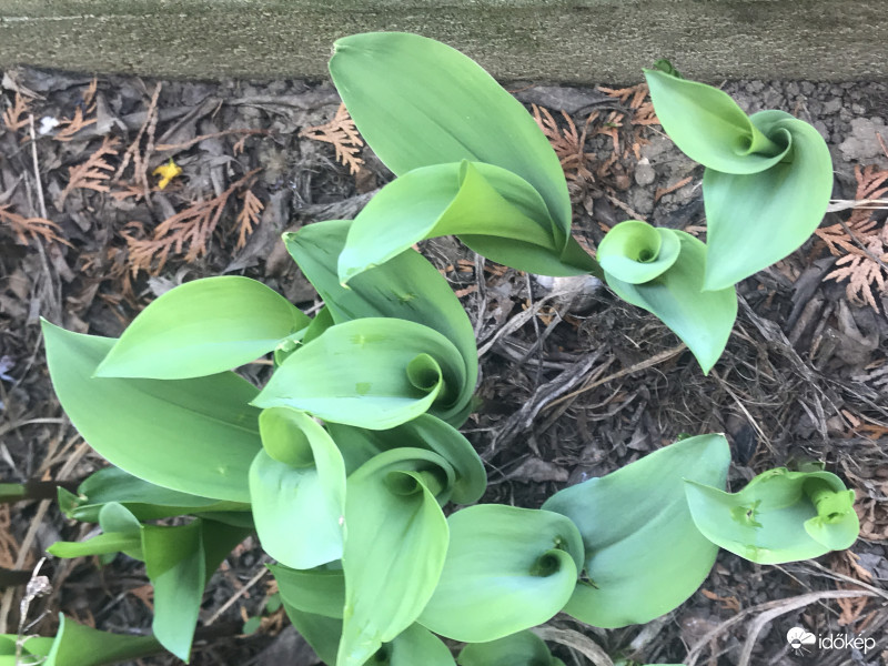 Gyöngyvirág is Előbújt