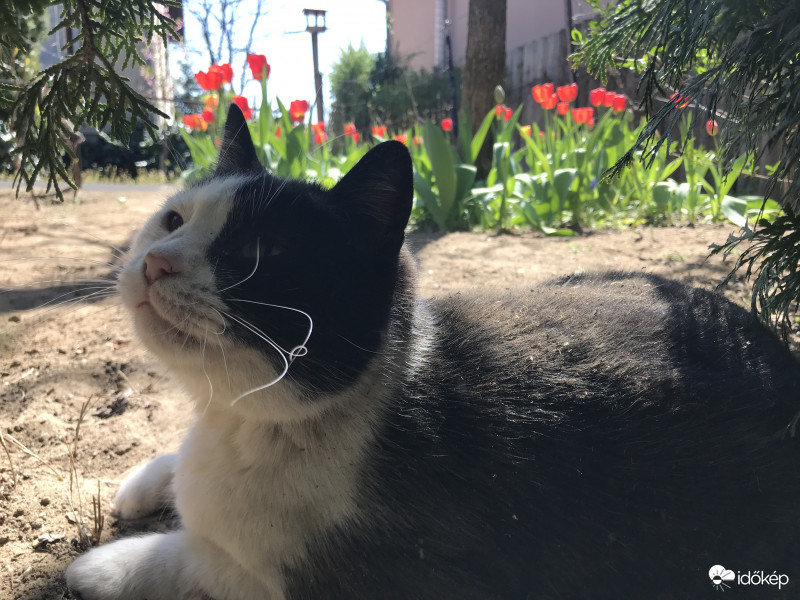 Macskusz és a tulipánok