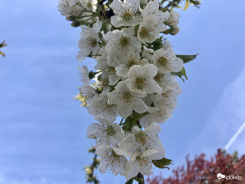 Virágzó Cseresznyefa