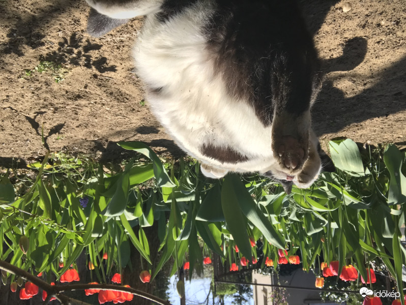 Macskusz és a tulipánok