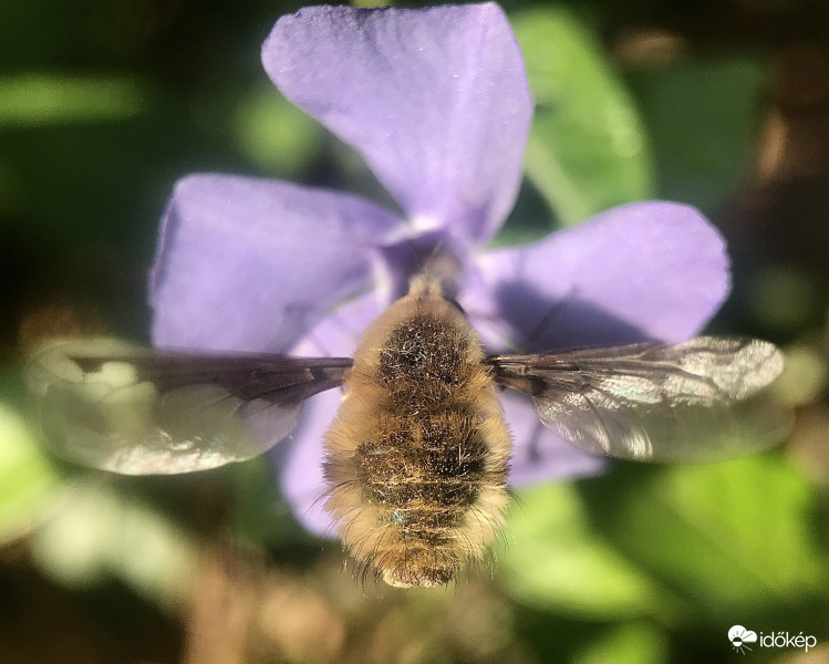 Pöszörlégy a Meténgen