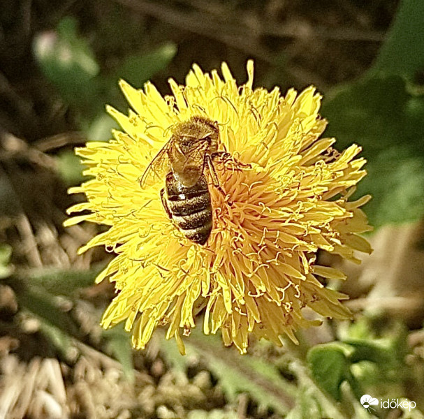 Méhecske a Pitypangon