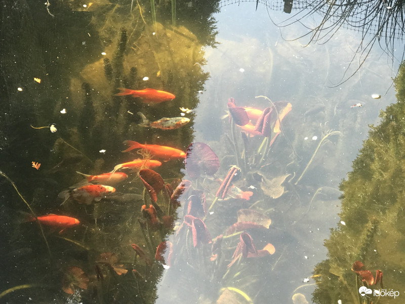 Élet a Kerti Tóban