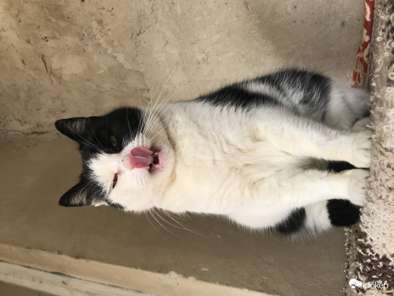 Ügye hogy megtudom nyalni az orromat?