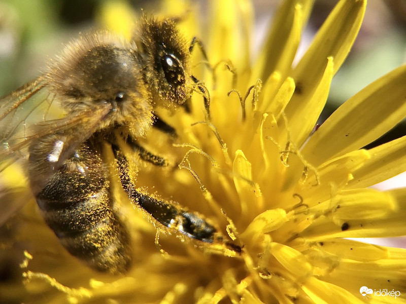 Méhecske a Pitypangon