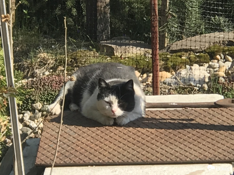 Mici a házi kedvenc