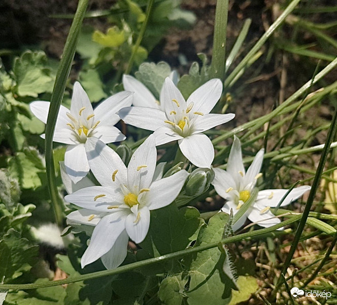 Tavaszi Fehér Csillagvirág