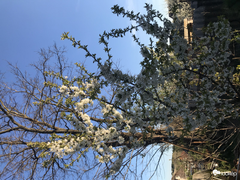 Virágzó Cseresznyefa