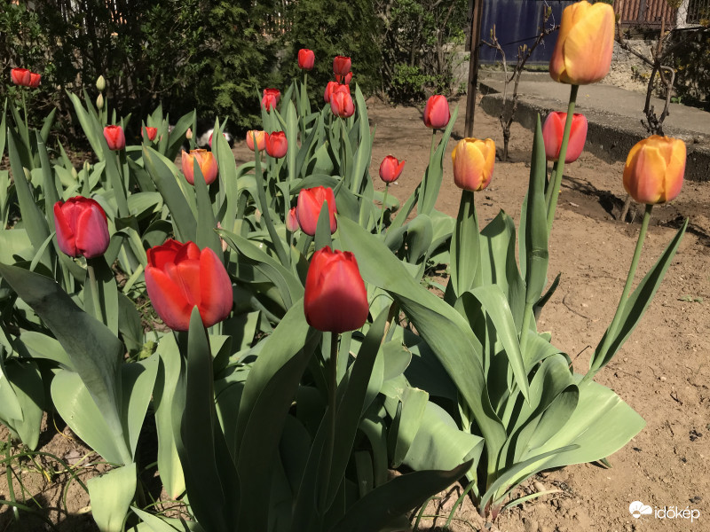 Gyönyörű Tulipánok