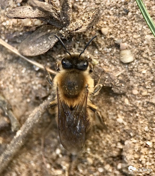 Földi Méhecske