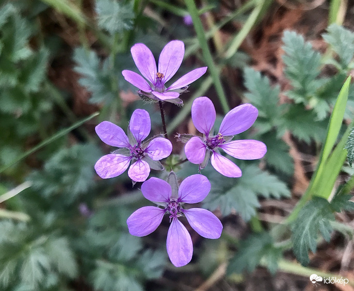 Szép kis lila virág