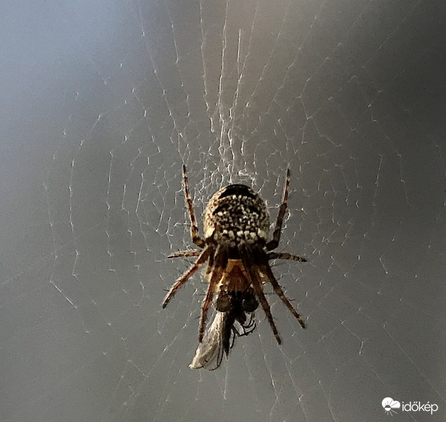 Pók őrzi a vacsoráját