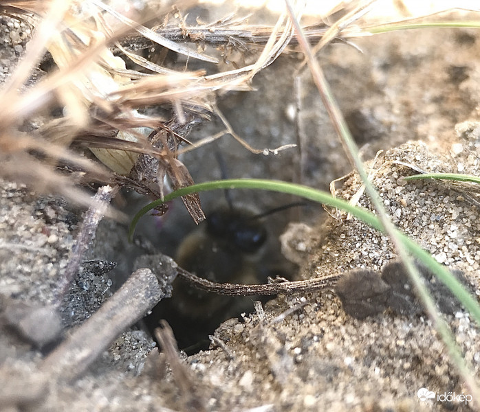 Földi Méhecske Les a Lyukból